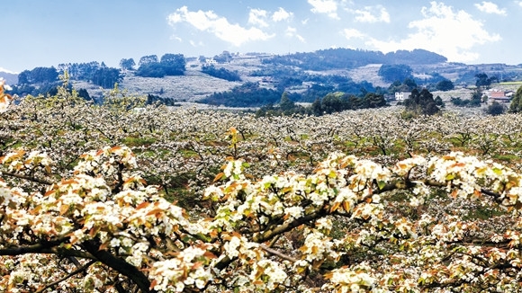 黄瓜山梨花.彭刚 摄